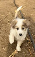 Chawchi, a male Australian Cattle Dog and Great Pyrenees for sale in Hollister, CA – 1 of 8