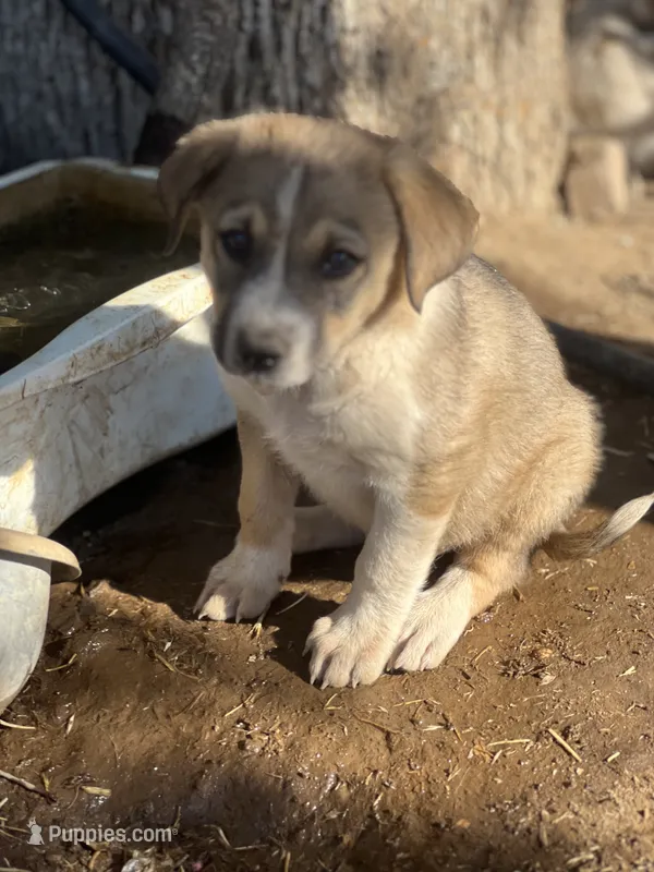 Prince – Australian Cattle Dog, Great Pyrenees puppy for sale in Hollister, CA