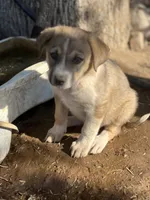 Prince, a male Australian Cattle Dog and Great Pyrenees for sale in Hollister, CA – 1 of 9