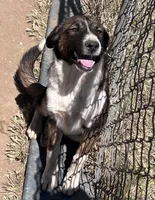 Shandy, a female Australian Cattle Dog and Great Pyrenees for sale in Paicines, CA – 5 of 6