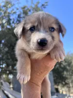 Fendi, a male Australian Cattle Dog and Great Pyrenees for sale in Hollister, CA – 6 of 6