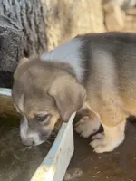 Prince, a male Australian Cattle Dog and Great Pyrenees for sale in Hollister, CA – 3 of 9