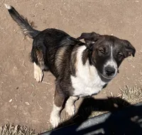 Shandy, a female Australian Cattle Dog and Great Pyrenees for sale in Paicines, CA – 6 of 6