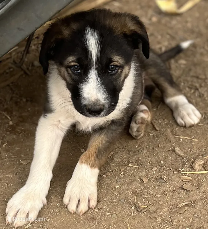 Teddy – Australian Cattle Dog, Great Pyrenees puppy for sale in Hollister, CA