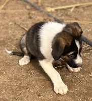 Teddy, a male Australian Cattle Dog and Great Pyrenees for sale in Hollister, CA – 4 of 8