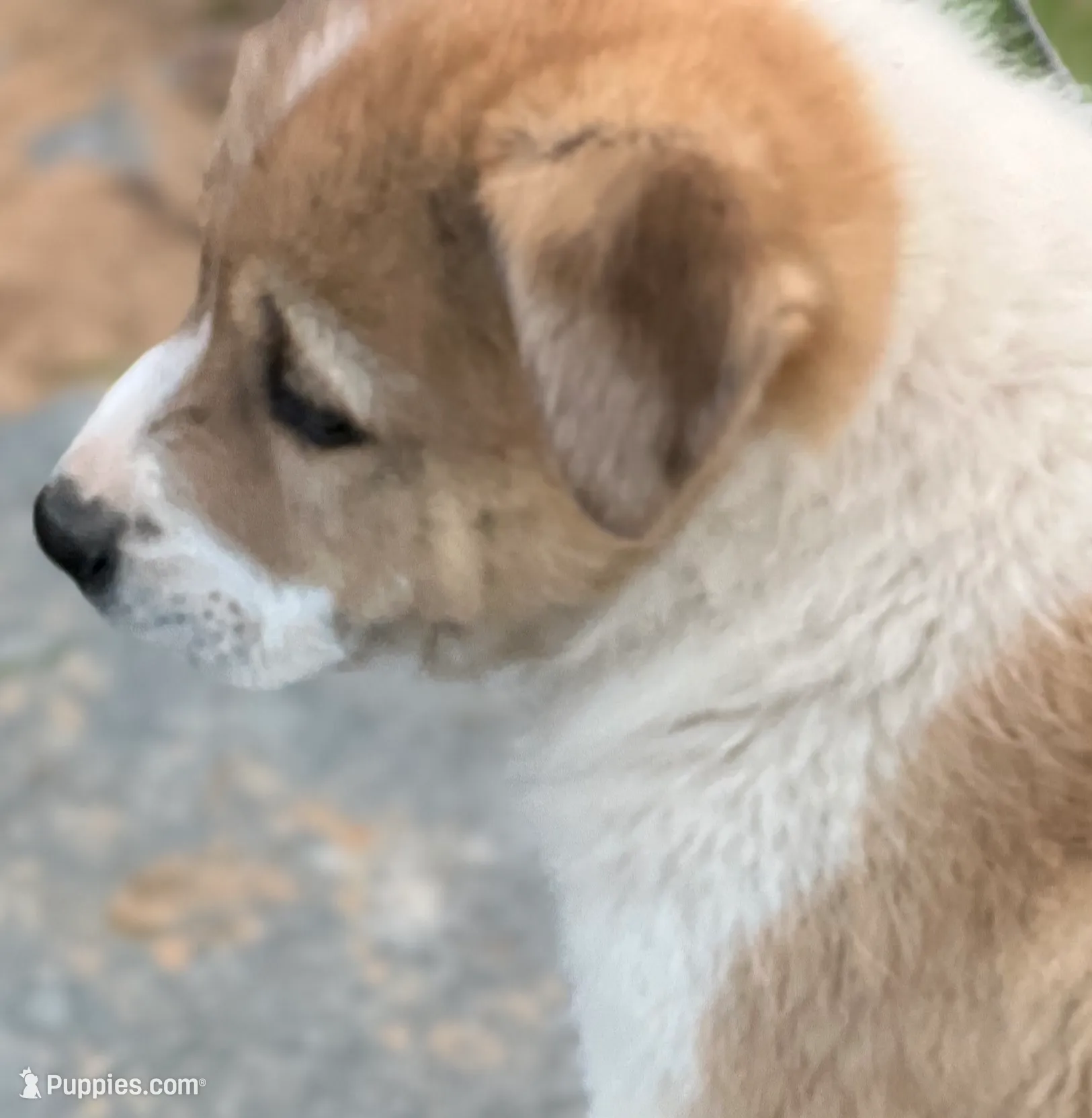 processed/360adbd4-ddad-4a78-8bd4-7b8ca559eae7/listing/c2d588e3-130a-452a-ae46-f13814e97192/a3939252-dadf-4659-ae0b-76b41182c3f3