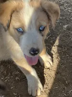Taylor, a male Australian Cattle Dog and Great Pyrenees for sale in Hollister, CA – 2 of 4