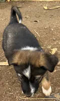 Felin, a female Australian Cattle Dog and Great Pyrenees for sale in Hollister, CA – 6 of 8