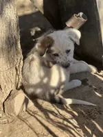 Dotty, a female Australian Cattle Dog and Great Pyrenees for sale in Hollister, CA – 7 of 7