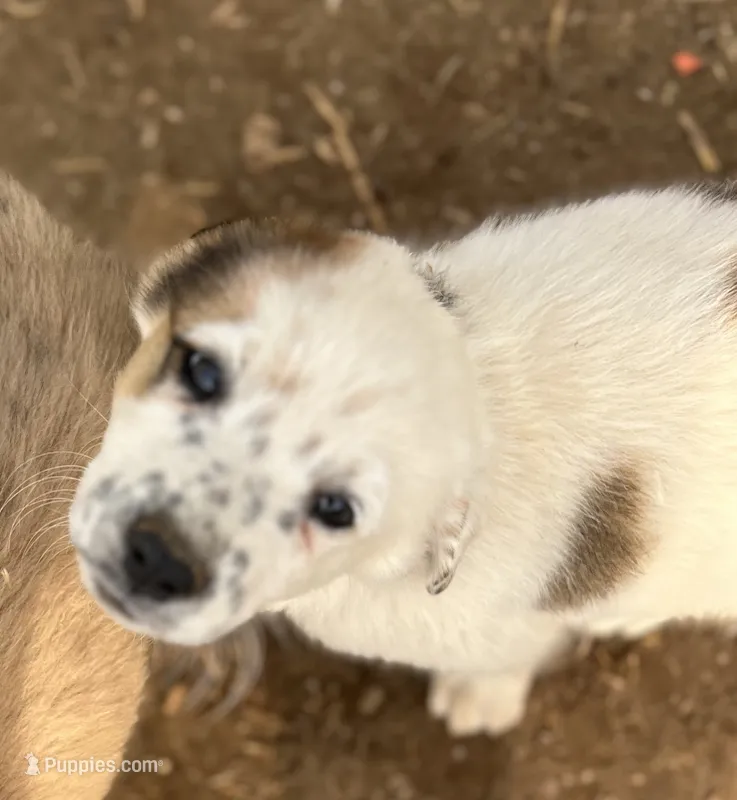 Dotty – Australian Cattle Dog, Great Pyrenees puppy for sale in Hollister, CA