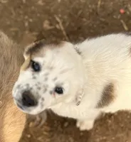 Dotty, a female Australian Cattle Dog and Great Pyrenees for sale in Hollister, CA – 1 of 7