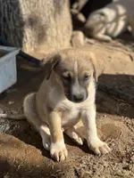 Prince, a male Australian Cattle Dog and Great Pyrenees for sale in Hollister, CA – 4 of 9