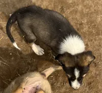 Teddy, a male Australian Cattle Dog and Great Pyrenees for sale in Hollister, CA – 8 of 8