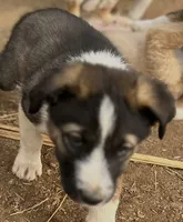Teddy, a male Australian Cattle Dog and Great Pyrenees for sale in Hollister, CA – 3 of 8