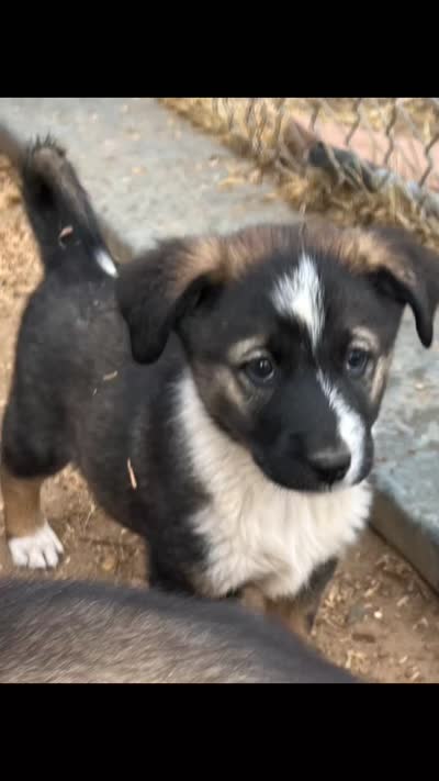 Felin, a female Australian Cattle Dog and Great Pyrenees for sale in Paicines, CA – 3 of 9