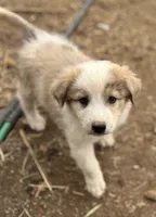 Chawchi, a male Australian Cattle Dog and Great Pyrenees for sale in Hollister, CA – 7 of 8
