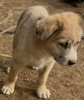 Fendi, a male Australian Cattle Dog and Great Pyrenees for sale in Hollister, CA – 3 of 6