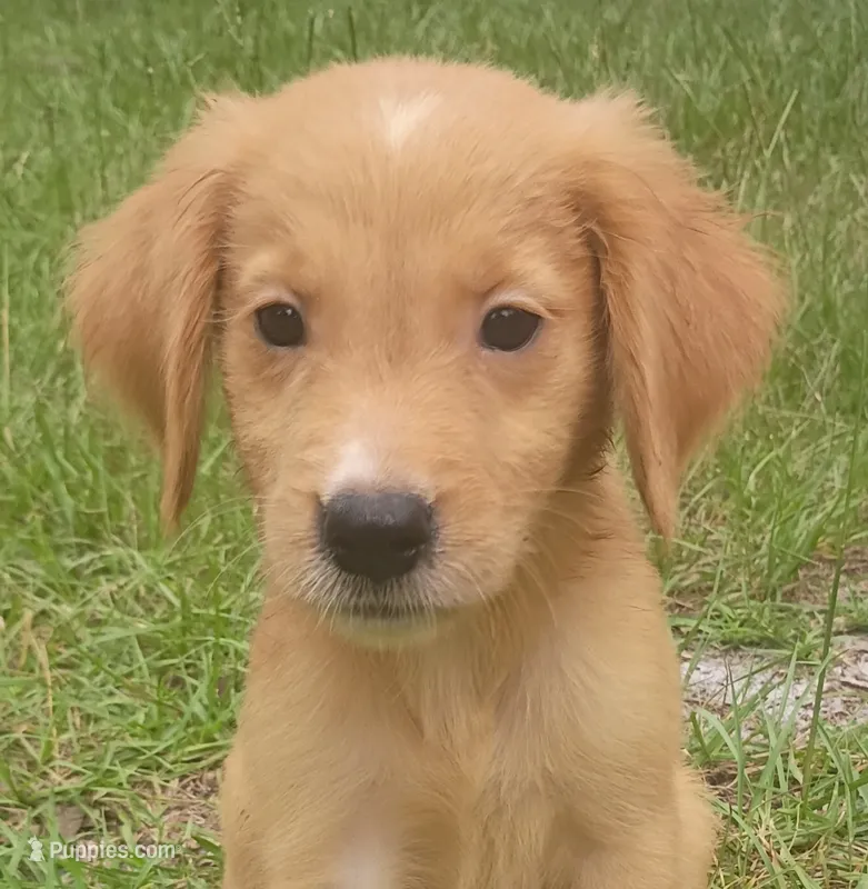Joey – Golden Retriever puppy for sale in Pomona Park, FL