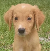 Joey, a male Golden Retriever for sale in Pomona Park, FL – 1 of 2