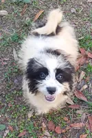 Harry, a male Havanese and Papillon for sale in Pomona Park, FL – Photo 2 of 2