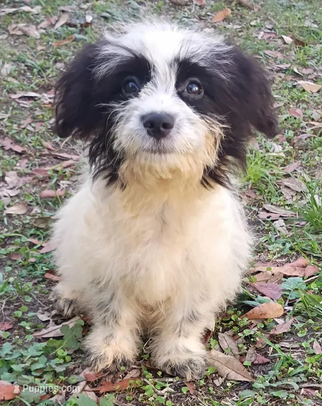 Harry, a male Havanese and Papillon for sale in Pomona Park, FL – Photo 1 of 2