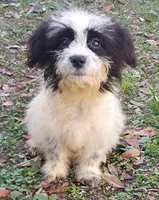 Harry, a male Havanese and Papillon for sale in Pomona Park, FL – Photo 1 of 2