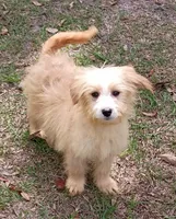 Henry, a male Havanese and Papillon for sale in Pomona Park, FL – Photo 1 of 2