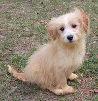 Henry, a male Havanese and Papillon for sale in Pomona Park, FL – Photo 2 of 2