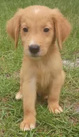 Joey, a male Golden Retriever for sale in Pomona Park, FL – 2 of 2