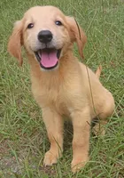 Martha, a female Golden Retriever for sale in Pomona Park, FL – 2 of 2