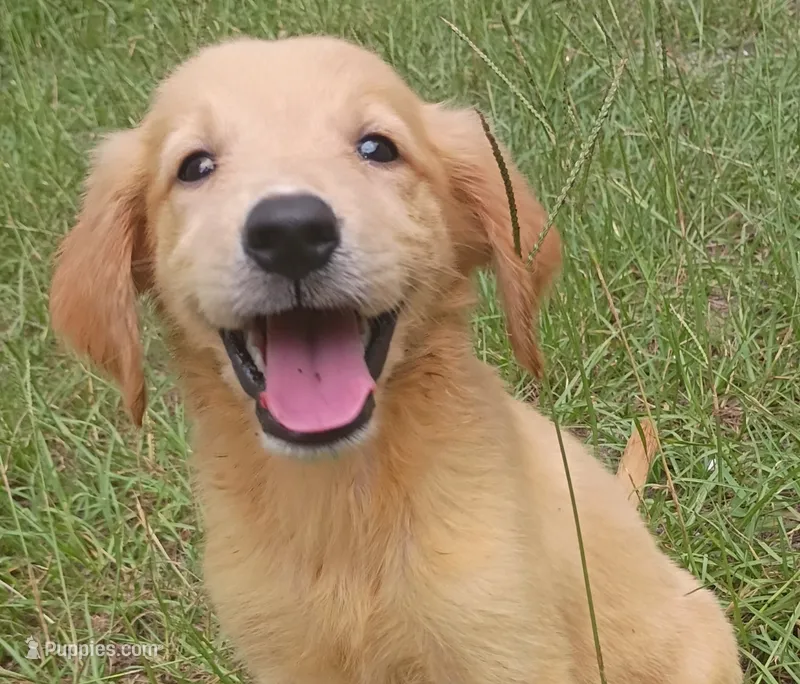 Martha – Golden Retriever puppy for sale in Pomona Park, FL