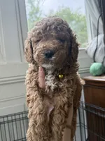Cooper, a male Miniature Goldendoodle for sale in Mount Holly, NC – 6 of 6