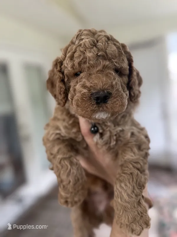 Benny – Miniature Goldendoodle puppy for sale in Mount Holly, NC