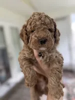 Benny, a male Miniature Goldendoodle for sale in Mount Holly, NC – 1 of 4