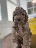 Benny, a male Miniature Goldendoodle for sale in Mount Holly, NC – 2 of 4