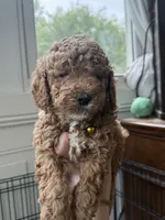 Cooper, a male Miniature Goldendoodle for sale in Mount Holly, NC – 4 of 6