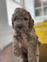 Benny, a male Miniature Goldendoodle for sale in Mount Holly, NC – 5 of 6