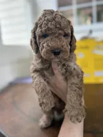 Benny, a male Miniature Goldendoodle for sale in Mount Holly, NC – 3 of 6
