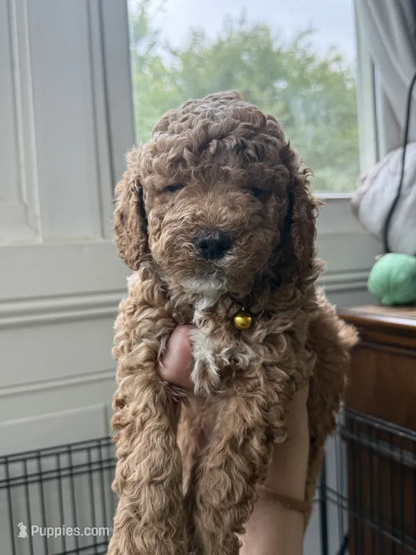 Cooper – Miniature Goldendoodle puppy for sale in Mount Holly, NC