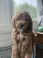Cooper, a male Miniature Goldendoodle for sale in Mount Holly, NC – 1 of 6