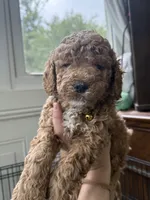Cooper, a male Miniature Goldendoodle for sale in Mount Holly, NC – 5 of 6