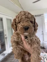 Benny, a male Miniature Goldendoodle for sale in Mount Holly, NC – 1 of 6