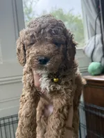 Cooper, a male Miniature Goldendoodle for sale in Mount Holly, NC – 2 of 6
