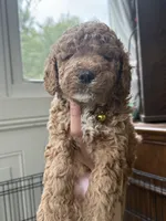 Cooper, a male Miniature Goldendoodle for sale in Mount Holly, NC – 3 of 6