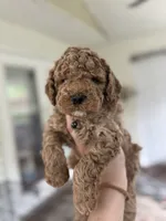 Benny, a male Miniature Goldendoodle for sale in Mount Holly, NC – 6 of 6