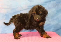 Freckles - Black Phantom Female, a female Miniature Aussiedoodle for sale in Lawton, OK – 3 of 5