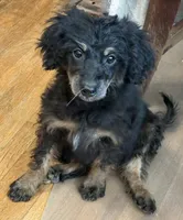 Freckles - Black Phantom Female, a female Miniature Aussiedoodle for sale in Lawton, OK – 2 of 9