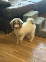 Tiffany- Merle Parti Female 1, a female Goldendoodle for sale in Lawton, OK – 5 of 6