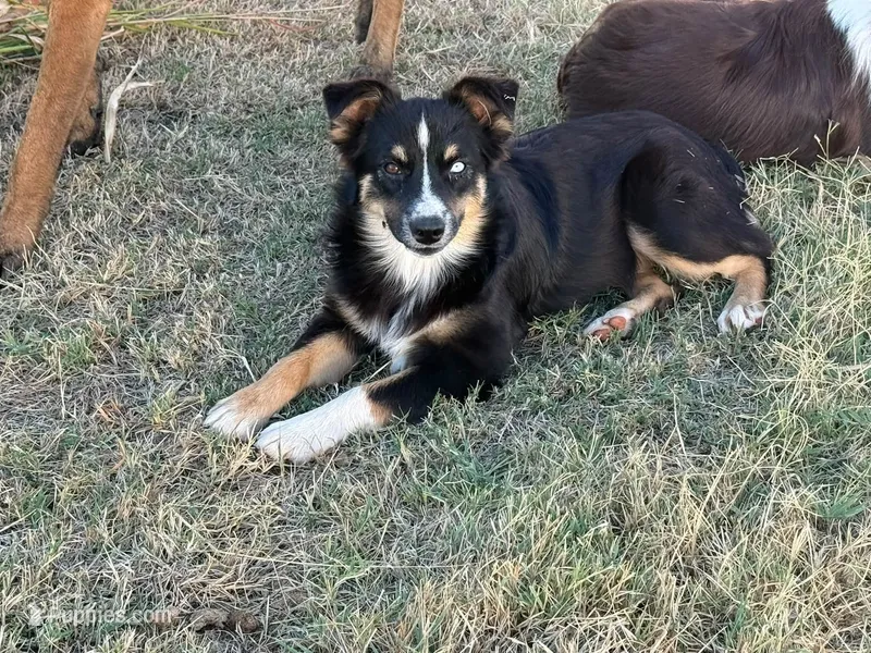 Oakley - Black Tri Female – Miniature Australian Shepherd puppy for sale in Lawton, OK