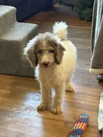 Tiffany- Merle Parti Female 1, a female Goldendoodle for sale in Lawton, OK – 3 of 6
